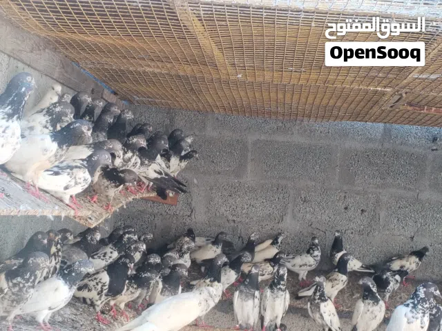 حمام باكستانيات بالجمله البيع