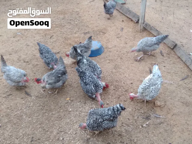 بسم الله دجاج فرنسي 10دجاجات 4ديوك