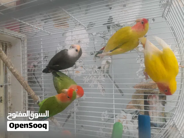 روز صحتهم ممتازة