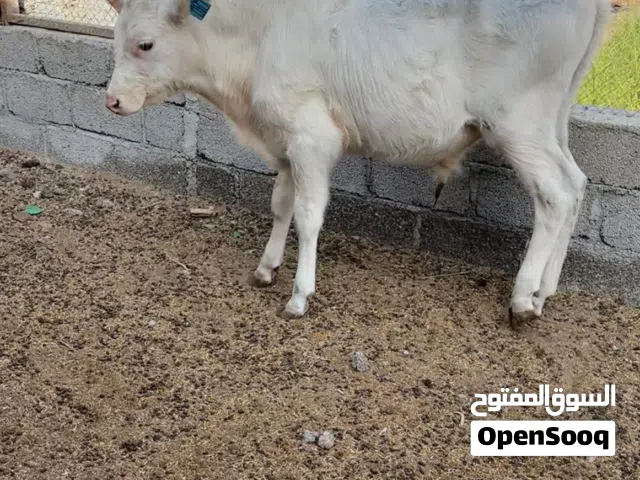 عجل هولندي لون وعون ما شاء الله