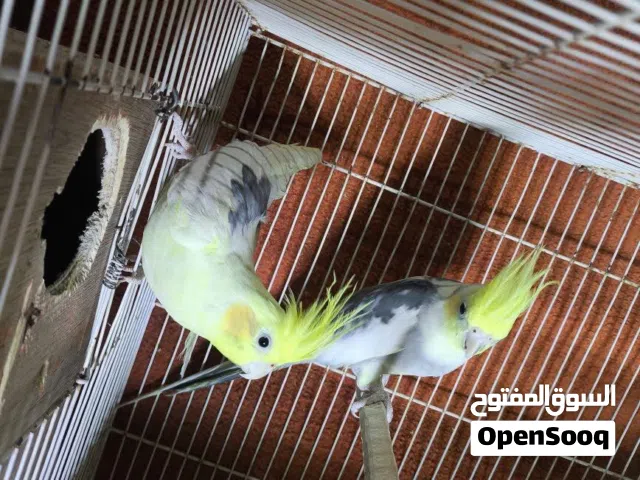 كوبيه كوكتيل للبيع