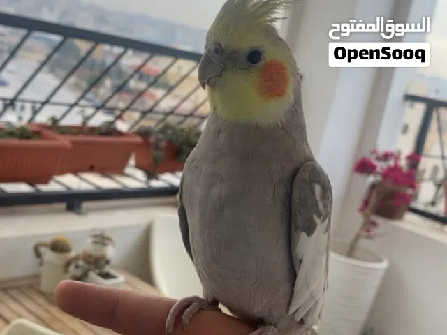 ببغاء كوكتيل اليف