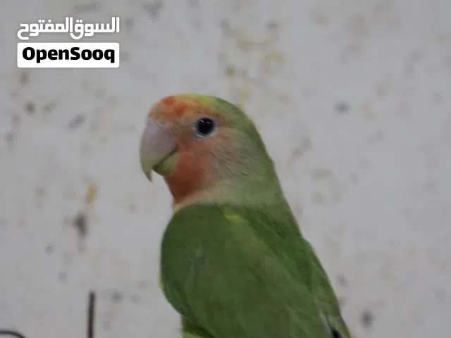 ذكر روز اليف شغال زق يدوي للبيع بدون قفص