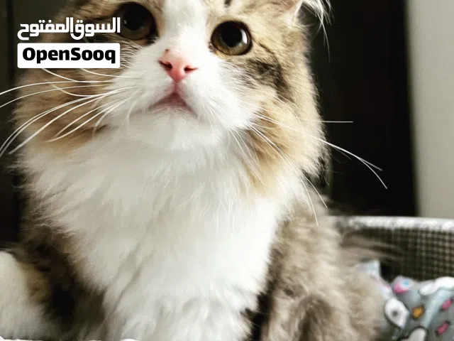 Cat for adoption