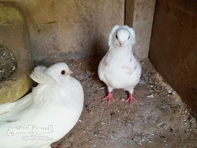 زوز ذكور وطواط الكبير و الصغير و كوبيا ذكر وطواط و نثاية فراشة بالانتاج متاعهم