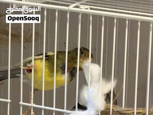 زوج كناري منتج أمريكان سنجر - جاهز للانتاج عمر فوق سنة ونصف