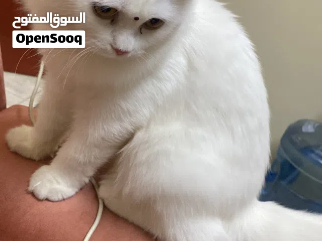 Cat for Sale only 45 OMR.