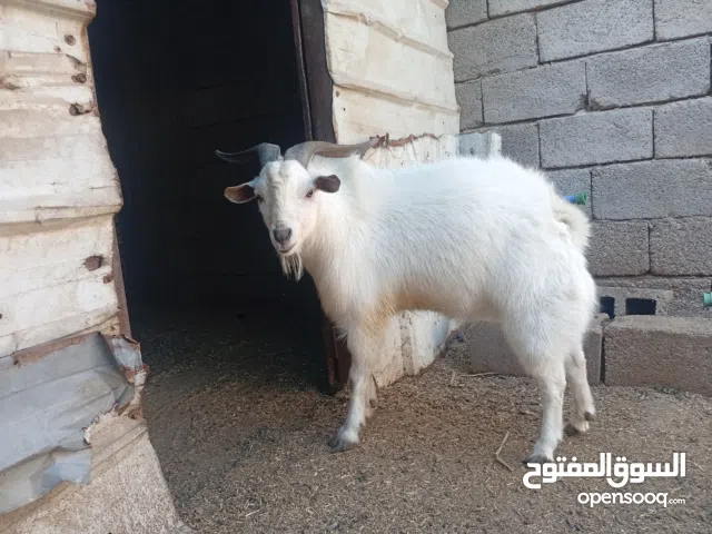 فحل قطري للبيع اقره الوصف