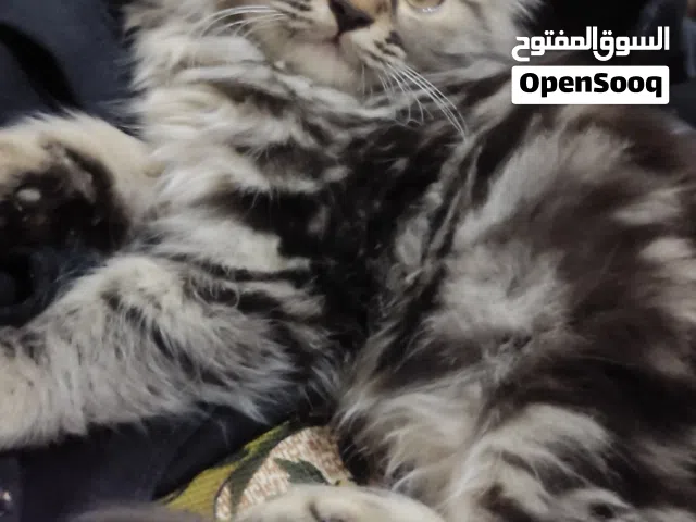 قط ذكر جميل صغير من أم شيرازي على هيملايا عمره تقريبا 3 او 4 أشهر لون جميل ملكي وخطوط نادرة