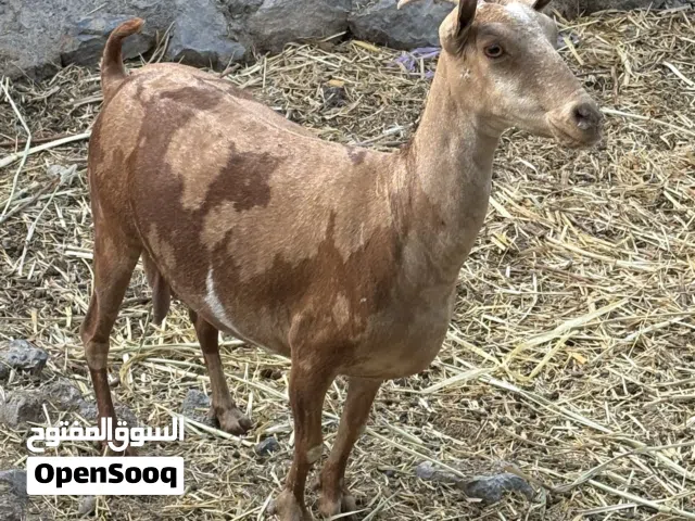 نوادر صلالي
