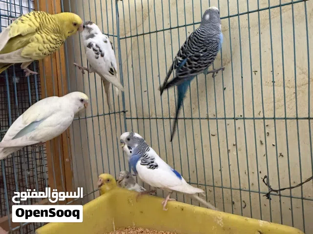 للبيع طيور اقل من سعر السوق
