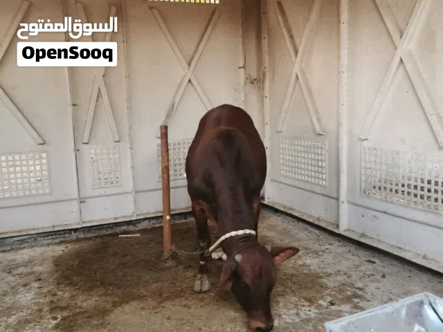 ثوران إثيوبيات تربية من الصِغر