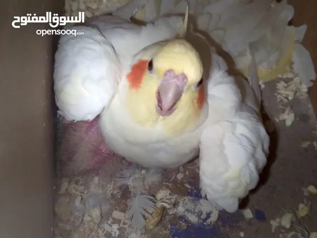 جوزين كوكتيل مرتبات