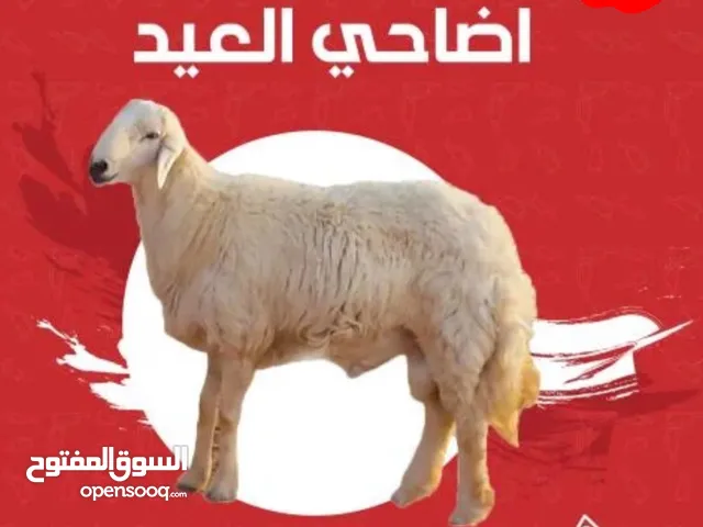 اضاحي نعيمي بيور
