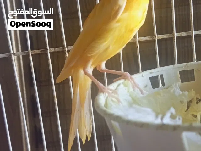 ثلاث حبات كنار للبيع