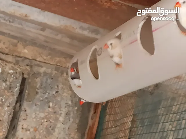 طويرات زيبرة الطرف ب 15