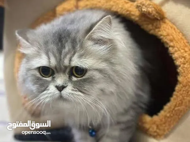 شيرازي بيرشن شيدي سلفر تحديدا