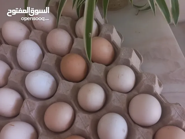 بيض مخصب قابل للتحضين، خليط سلالات