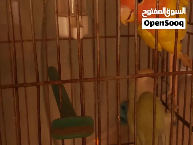متوفر بفضل الله كوبيا بركديلو روز