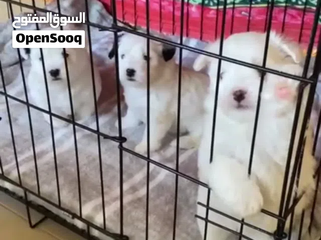 كلاب مالتيز للبيع بيور العمر 45 يوم.................................