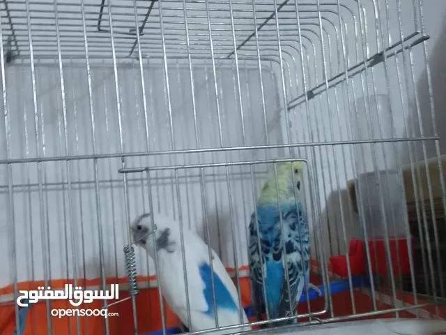 التواصل عبر الوتس اب عصافير حب وكوكتيل حجم جامبو كبير مفتلات والبينه وعادي