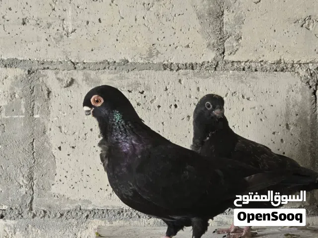 بولنديه سودا سواد متليك