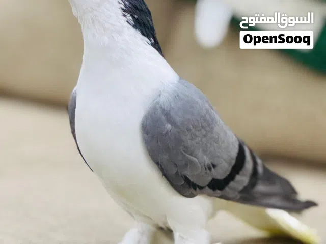لاهور ازرق بحبكين
