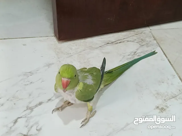 Miya mithoo cute
