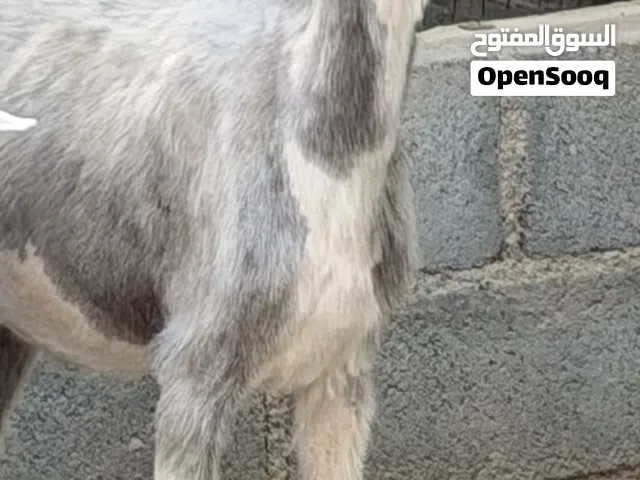 للبيع كبيره ف العمر توواصل واتساب