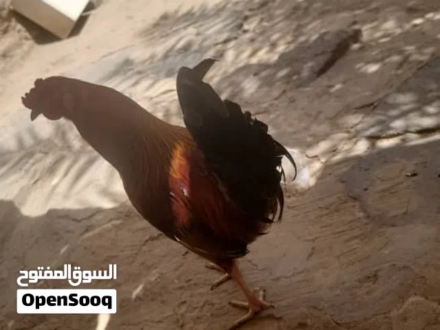 ديك للبيع كويتي