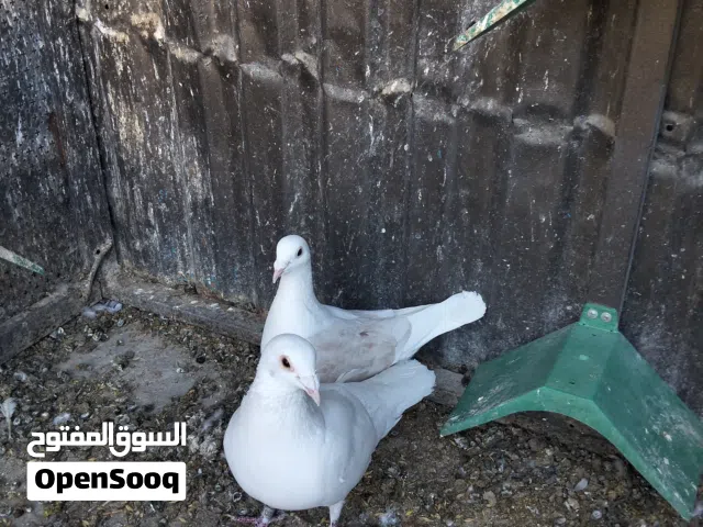 حمام زاجل للبيع اقرأ الوصف