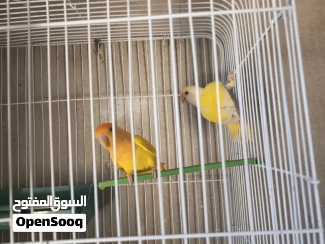 طير بركديلو لي بيع مكان الزاويه
