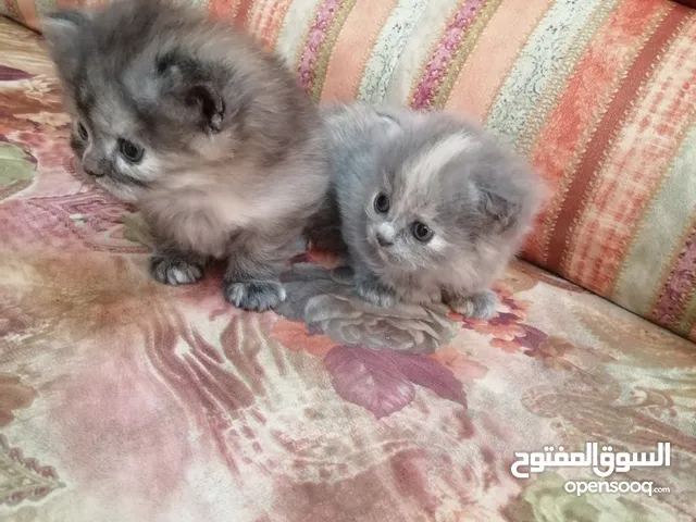للبيع قطط ماشاءالله الصحه منتازه الحمدالله.. العمر شهر واسبوع... اناث