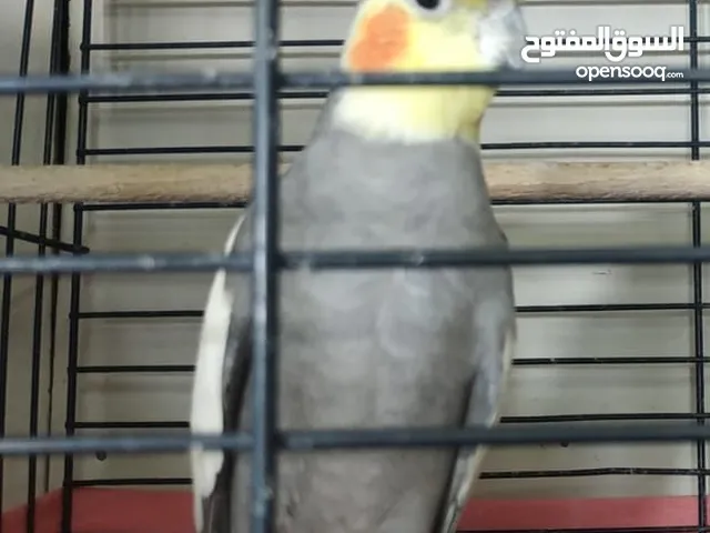 ذكر كوكتيل