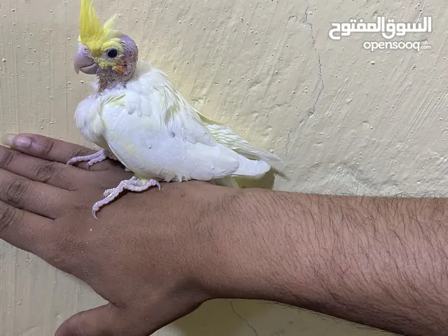 السلام وعليكم فرخ كوكتيل بصحه جيده ونضيف السعر 25