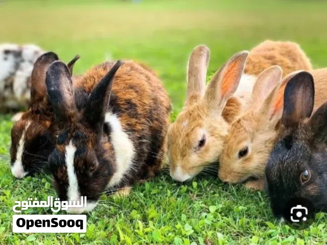 للبيع قطيع أرانب وشغال  في 3 كبار بلدي وفرنسي + ذكر بلدي وجوز ركس مهجن شغال وفي 4 صغار ثلاثة