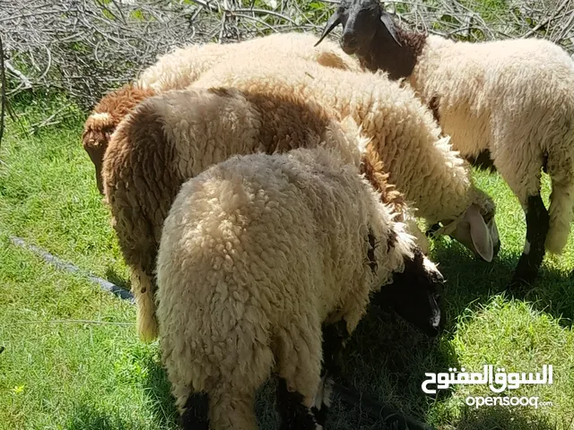 فطايم للبيع