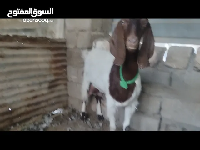 ماعز شامي اصلم