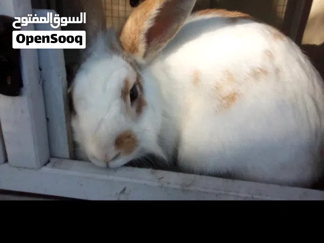 السلام عليكم  مطلوب كوبيه ارانب