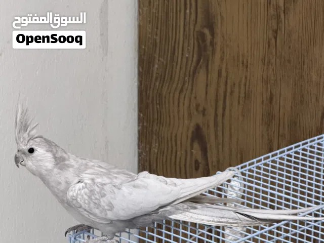 وايت فيس أميرالد مستوى جميل