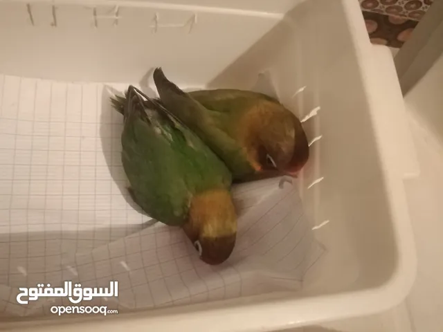 جوج فيشر