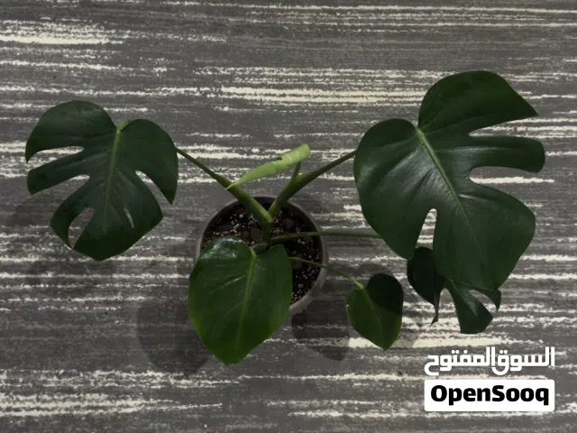 نبتة مونستيرا دليسيوزا (Monstera deliciosa)