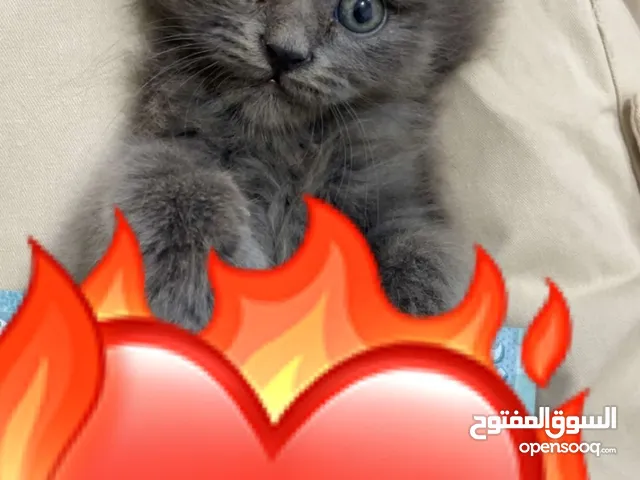 قطط بريتشش