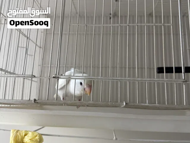 طير روز اليف جداً متدرب على الهدد الداخلي والخارجي