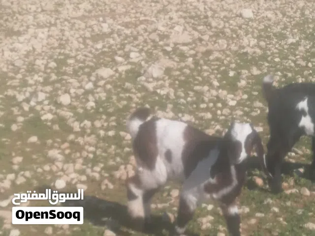 ماعز جدي على وجه  افطام