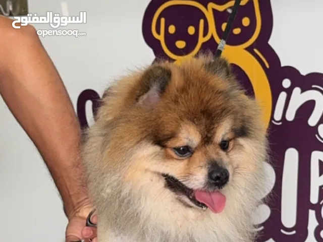 ذكر اليف و حاهز الانتاج