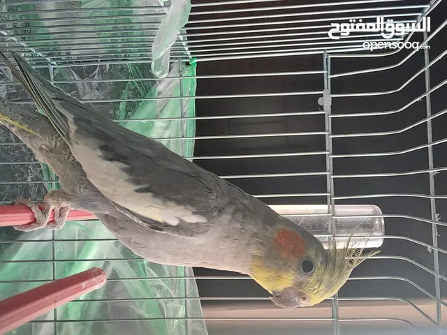 طير كوكتيل للبيع مع القفص
