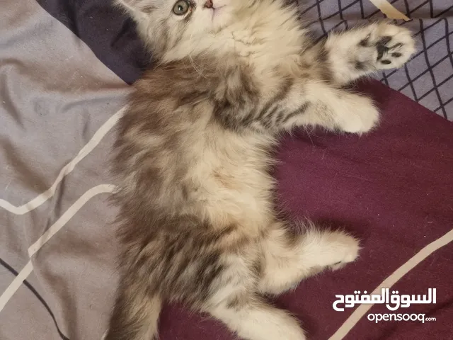 قط ذكر سيبيري شنشيلا عمر شهرين و شوية