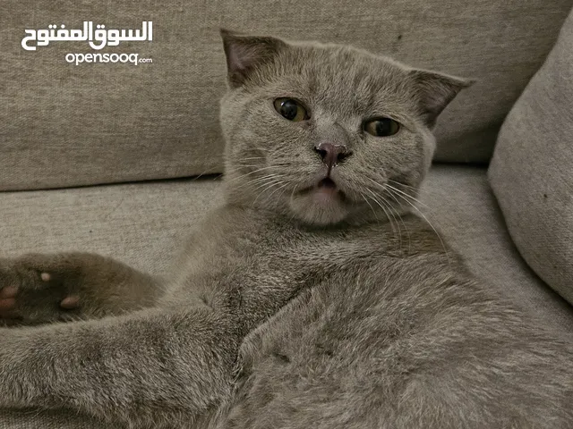 قط سكوتش فولد ذكر