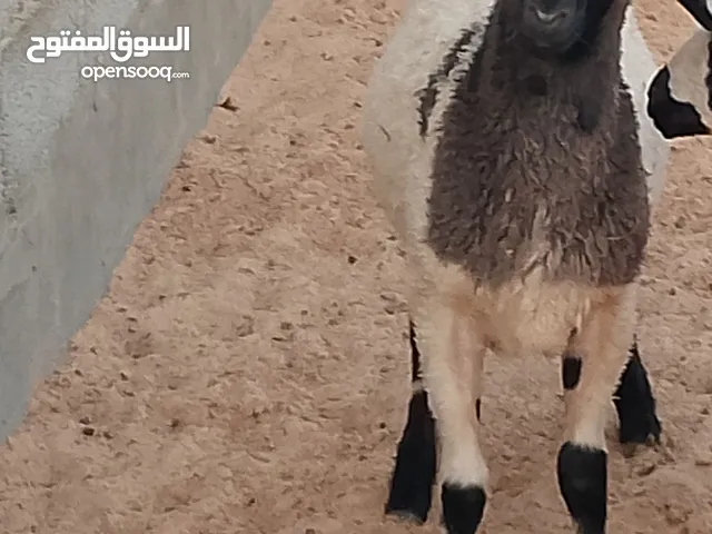 حولي وطني للبيع في مصراتة